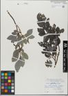 Foto von Salix glabra Scop.